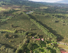 Load image into Gallery viewer, Tanzanian AA Northern Mondul Estate